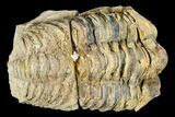 Fossil Calymene Trilobite Nodule - Morocco #106629-1